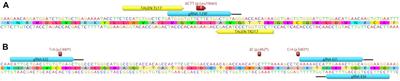 Cytoplasmic Injection of Zygotes to Genome Edit Naturally Occurring Sequence Variants Into Bovine Embryos